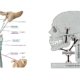 Trattamento osteopatico per l'acufene