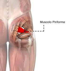 Muscolo piriforme
